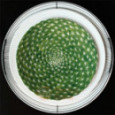 Taitu Фарфоровая десертная тарелка 23 см Cactus (5-5-1)